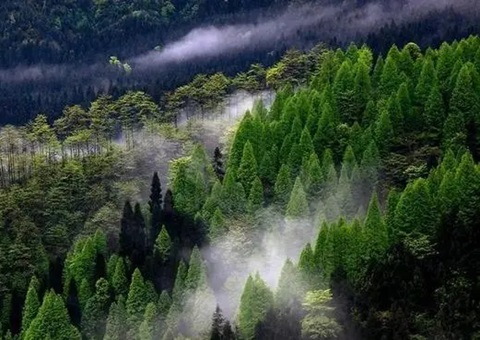 四川推动高水平打造全国“丛林四库”建设示范省工作