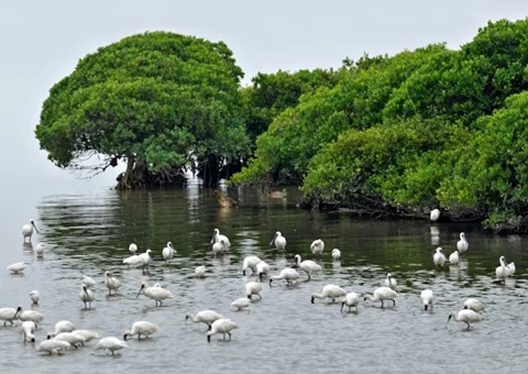 深圳高尺度推动国际红树林中心建设