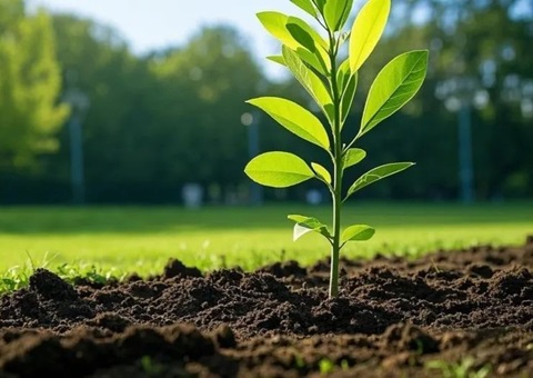 上海首提大型生态空间单元，2035年规划林地面积147万亩