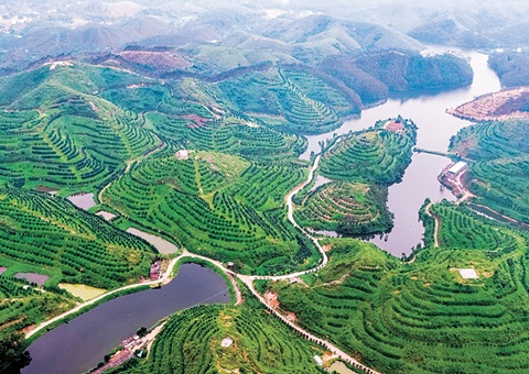 广东宣告首批林业经营收益权证 <br>标志取林地经营权转化为可流转、可融资、可收益的“绿色本钱”