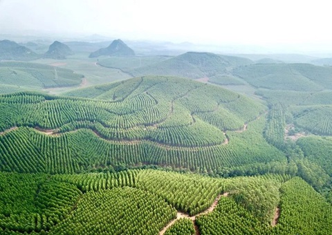 广西创新“五个一”机造推动用地用林并联审批 审批效能提升40%