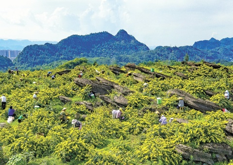 沉庆秀山：一朵山银花，开放19亿元综合产值