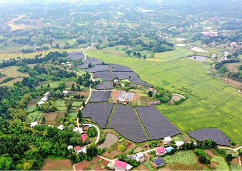 林下立体经营激活资阳12万亩林地经济潜能